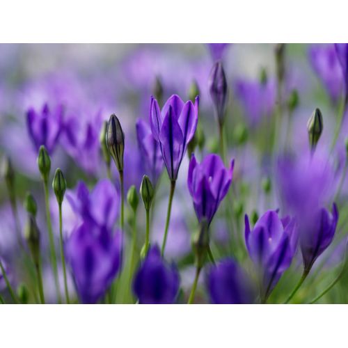 Triteleia corrina 25 bollen - afbeelding 2