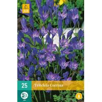 Triteleia corrina 25 bollen - afbeelding 2