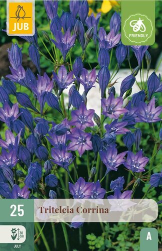 Triteleia corrina 25 bollen - afbeelding 3