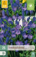 Triteleia corrina 25 bollen - afbeelding 3