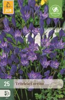 Triteleia corrina 25 bollen