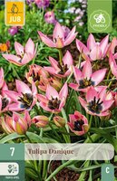 Tulp Danique 7 bollen