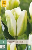 Tulp green spirit 7 bollen