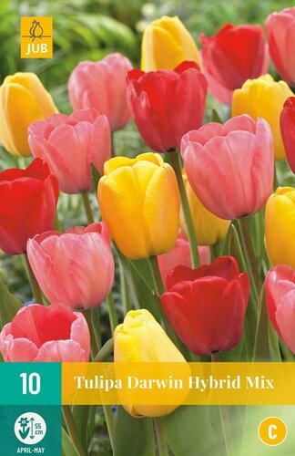 Tulipa Darwin Hybride Mix 10 bollen