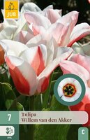 Tulp Willem van den akker 7 bollen