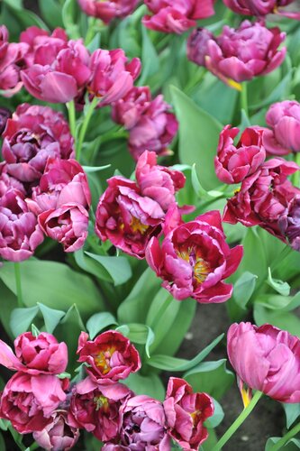 Tulp Alison Bradley 7 bollen - afbeelding 2
