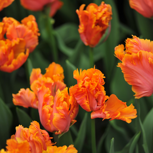 Tulp amazing parrot 7 bollen - afbeelding 2