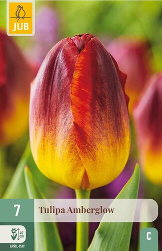 Tulp Amberglow 7 bollen - afbeelding 3