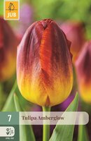 AMBERGLOW TULIPA