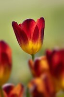 AMBERGLOW TULIPA