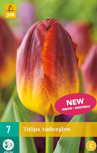 AMBERGLOW TULIPA