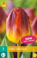 AMBERGLOW TULIPA