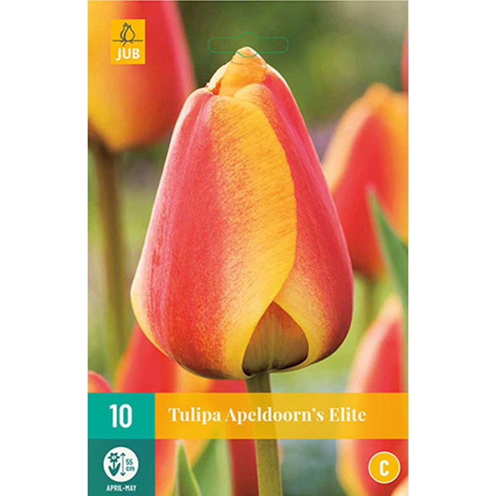 kleermaker Discriminerend Eerste Tulp Apeldoorn's elite 10 bollen - Bloembollen Kopen? | Goedkoop Bloembollen  online Bestellen!