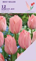 Tulp apricot Joy 12 bollen