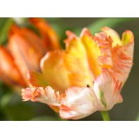 Tulp Apricot parrot 7 bollen - afbeelding 2