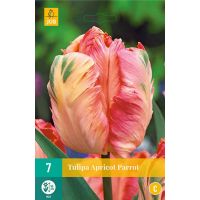 Tulp Apricot parrot 7 bollen - afbeelding 2