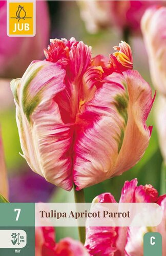 Tulp Apricot parrot 7 bollen - afbeelding 3
