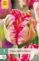 Tulp Apricot parrot 7 bollen - afbeelding 3