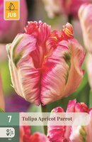Tulp Apricot parrot 7 bollen