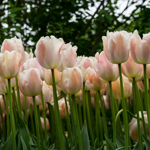 Tulp apricot pride 7 bollen - afbeelding 3