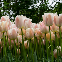Tulp apricot pride 7 bollen - afbeelding 3