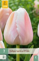 Tulp apricot pride 7 bollen - afbeelding 2