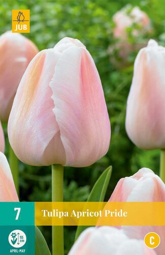 Tulp apricot pride 7 bollen