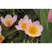 Tulp bakeri lilac wonder 10 bollen - afbeelding 2