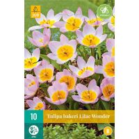 Tulp bakeri lilac wonder 10 bollen - afbeelding 1