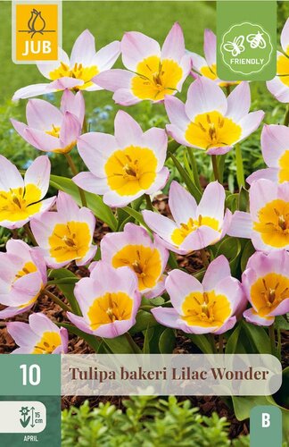 Tulp bakeri lilac wonder 10 bollen - afbeelding 4