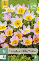 Tulp bakeri lilac wonder 10 bollen - afbeelding 4