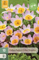 Tulp bakeri lilac wonder 10 bollen