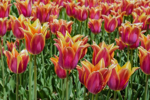 Tulp ballade mix 12 bollen - afbeelding 2