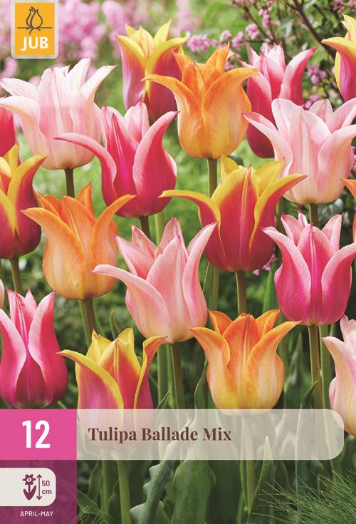 Tulp ballade mix 12 bollen