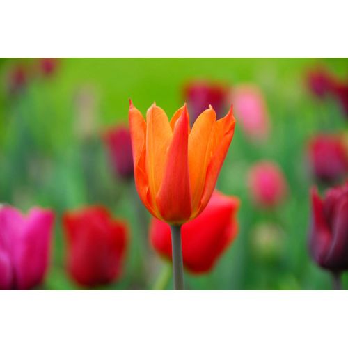 Tulp ballerina 7 bollen - afbeelding 2