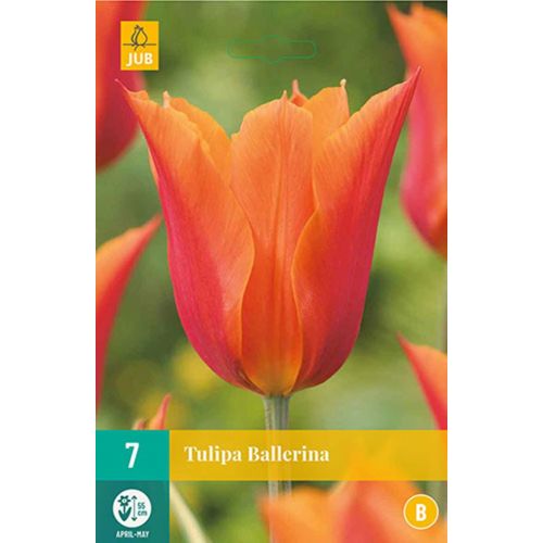 Tulp ballerina 7 bollen - afbeelding 1