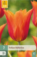 Tulp ballerina 7 bollen - afbeelding 3