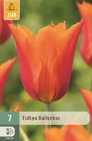 Tulp ballerina 7 bollen