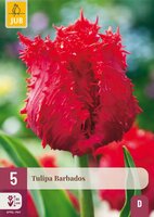 Tulp Barbados 5 bollen - afbeelding 4