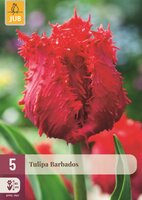 Tulp Barbados 5 bollen