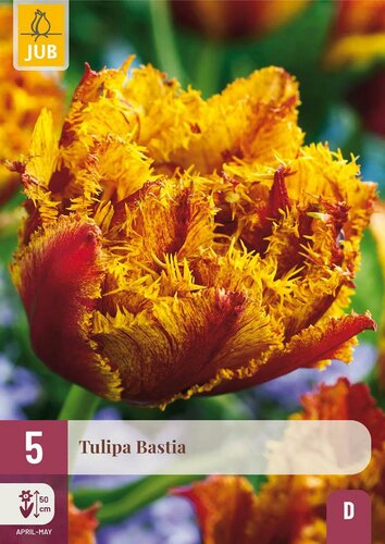 Tulp Bastia 5 bollen - afbeelding 3