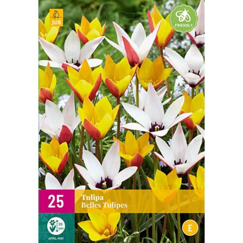 Tulp Belles tulipes mix 25 bollen