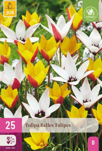 Tulp Belles tulipes mix 25 bollen - afbeelding 2