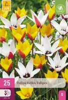 Tulp Belles tulipes mix 25 bollen - afbeelding 2