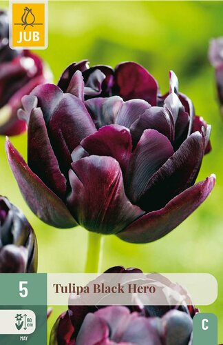 Tulp Black hero 5 bollen - afbeelding 3