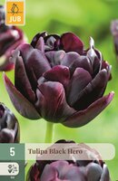 Tulp Black hero 5 bollen