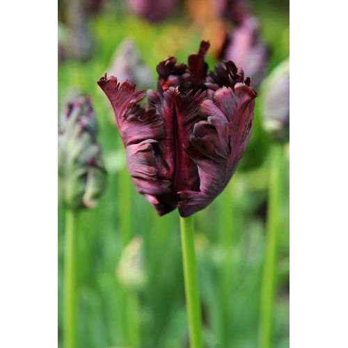 Tulp Black parrot 7 bollen - afbeelding 2