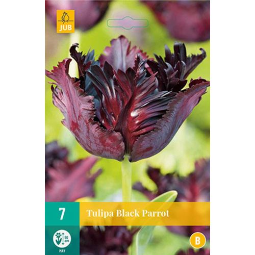 Tulp Black parrot 7 bollen - afbeelding 1