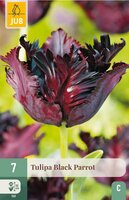 Tulp Black parrot 7 bollen - afbeelding 4