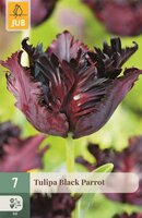 Tulp Black parrot 7 bollen